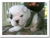 fresh and adorable english bull dog pups for adoption